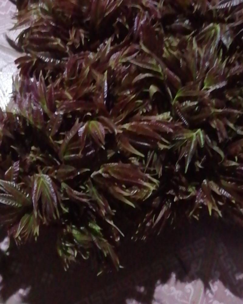 红香椿芽，头茬香椿芽，露天香椿