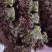 红香椿芽，头茬香椿芽，露天香椿