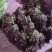 红香椿芽，头茬香椿芽，露天香椿