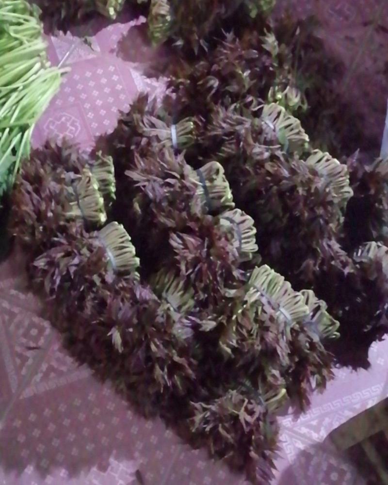 红香椿芽，头茬香椿芽，露天香椿