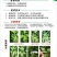抑芽丹烟草烟叶烤烟药材沙糖桔控捎涂抹打顶封梢专用抑芽剂