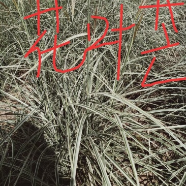 花叶芒，欢赏草花叶芒，绿化用花叶芒，花叶芒基地直销量大从