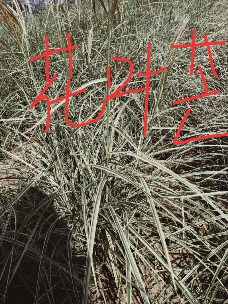 花叶芒，欢赏草花叶芒，绿化用花叶芒，花叶芒基地直销量大从