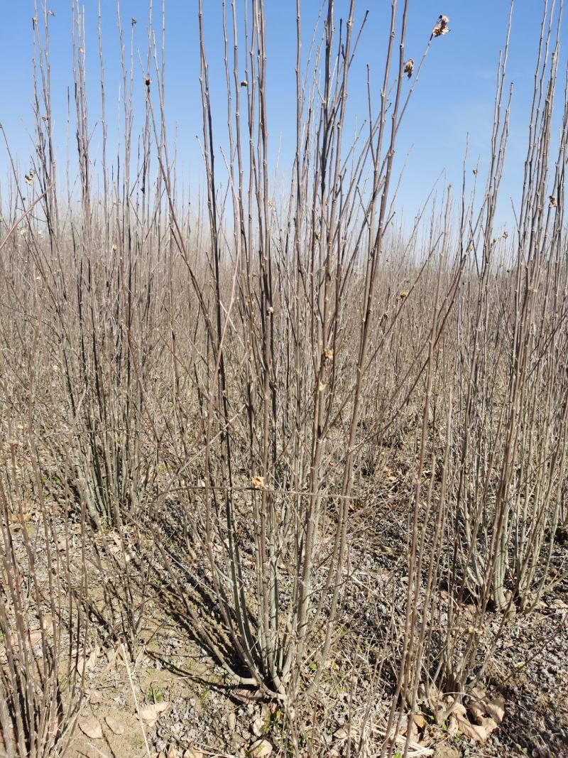 独杆木槿、丛生木槿、基地直供有需要的联系我