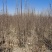 独杆木槿、丛生木槿、基地直供有需要的联系我
