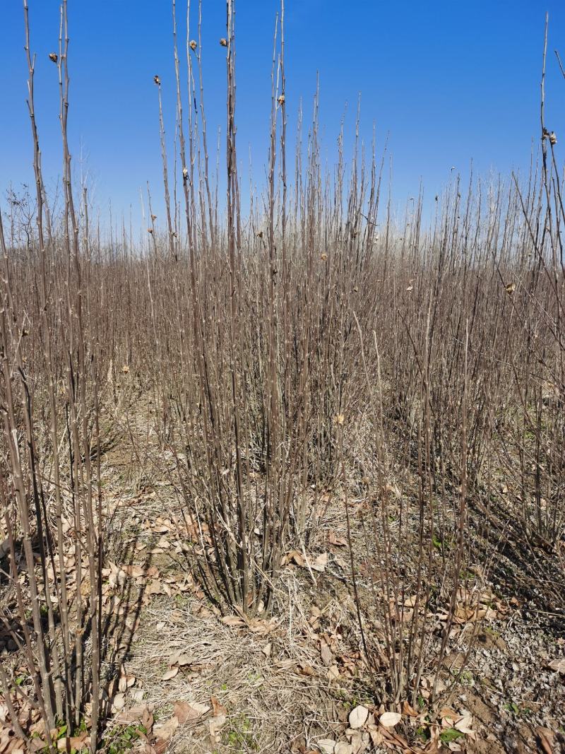 独杆木槿、丛生木槿、基地直供有需要的联系我