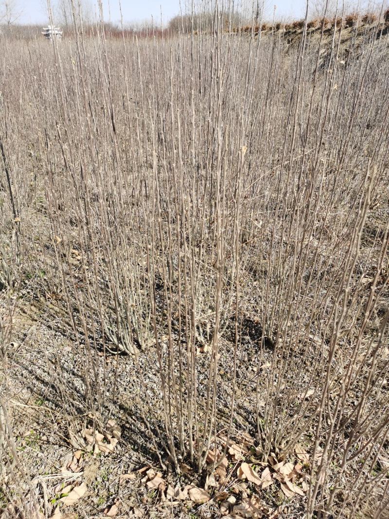 独杆木槿、丛生木槿、基地直供有需要的联系我