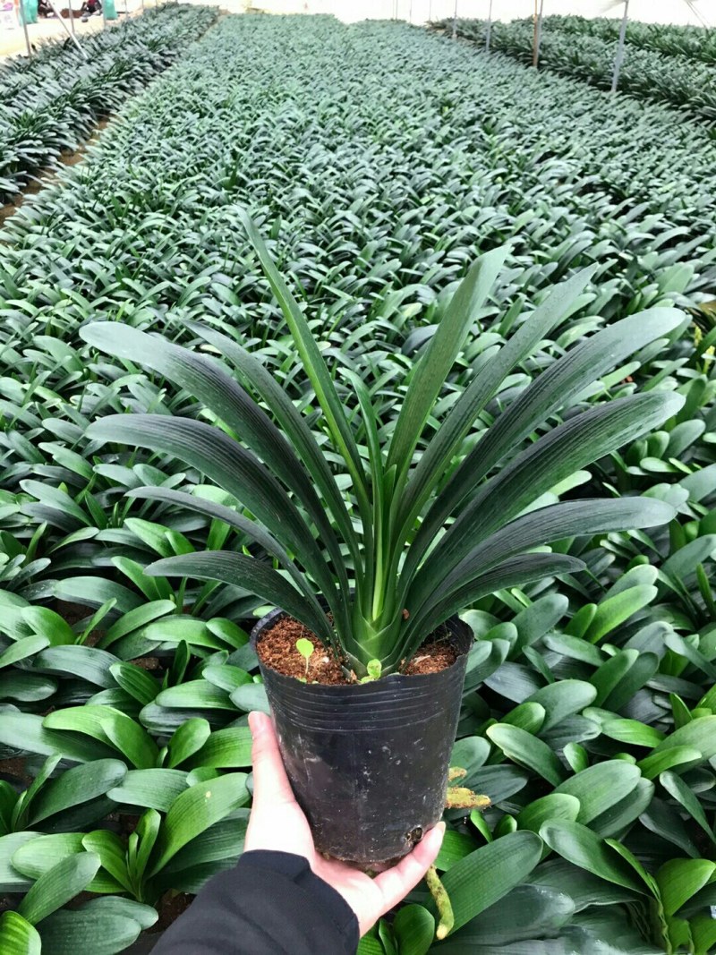 君子兰盆栽老苗室内四季植物当年开花净化空气卧室阳台桌面