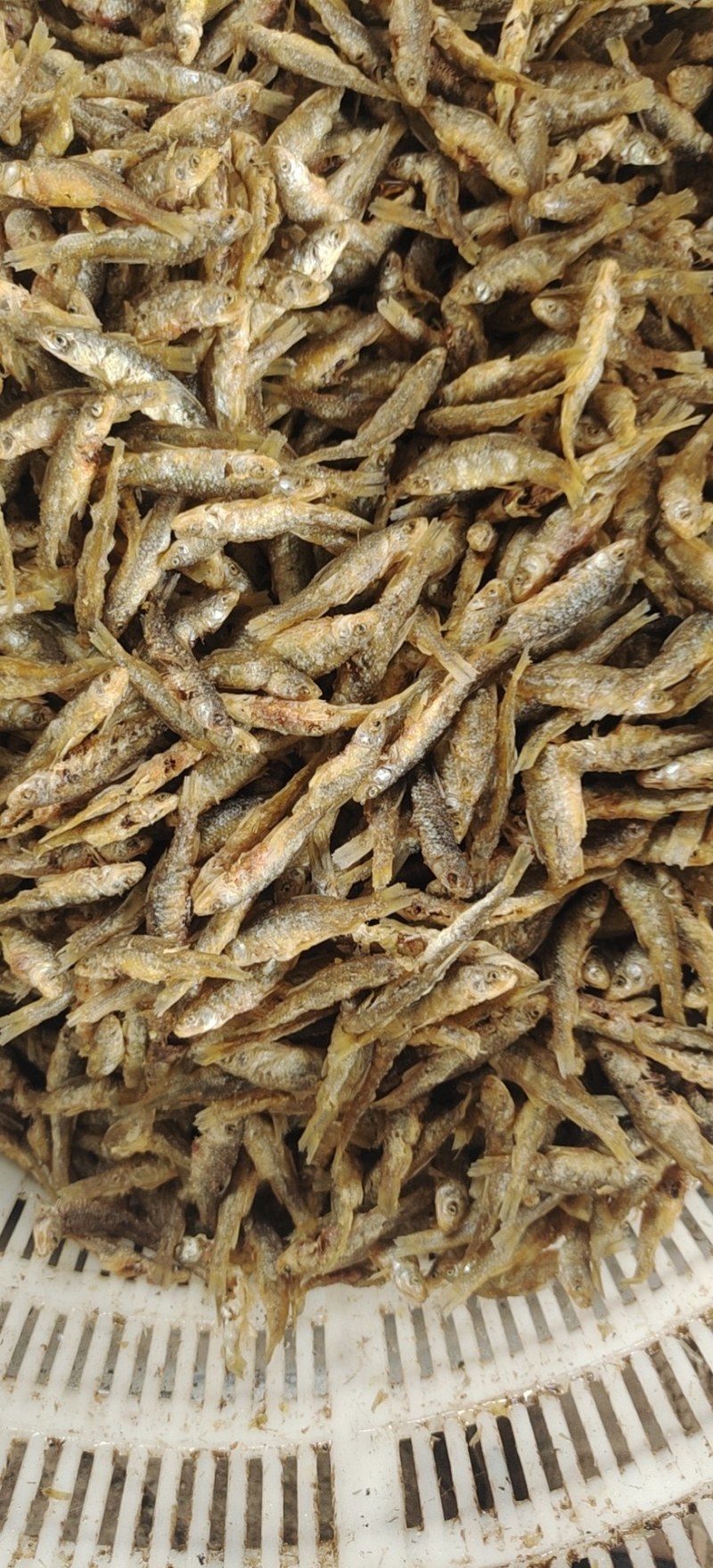 油炸麦穗鱼，仁子鱼，