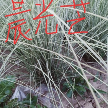 晨光芒，带营杯晨光芒，欢赏草晨光芒，大小杯晨光芒