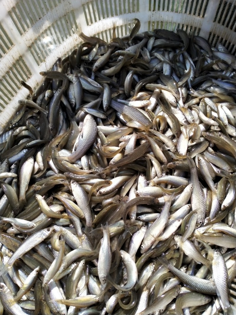 油炸麦穗鱼，仁子鱼，