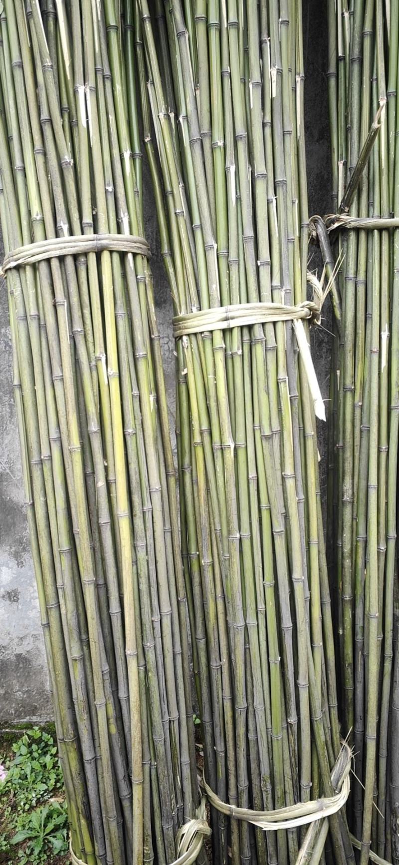 大量批发优质的竹竿。欢迎各位老板及农户请来咨询。
