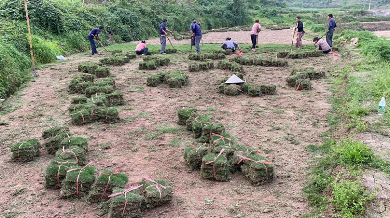 草皮直销价格优惠质量