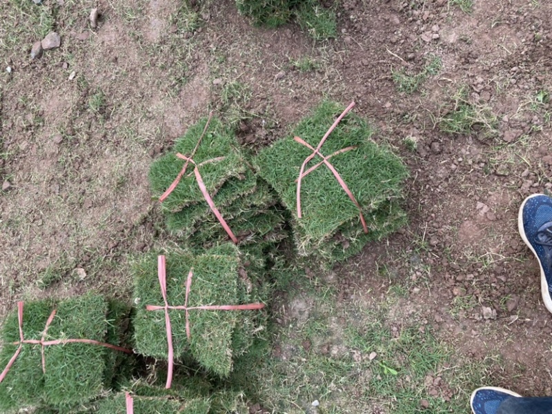 草皮直销价格优惠质量