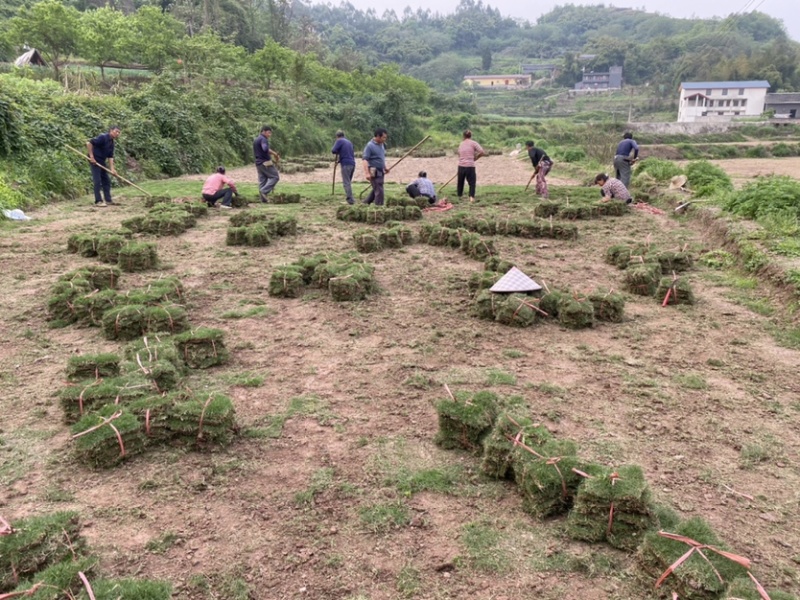 草皮直销价格优惠质量