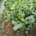 蜜兰香（白叶）鸭屎香单枞茶树苗