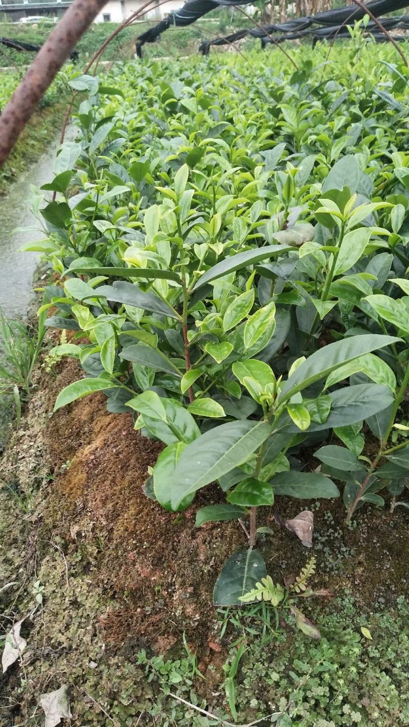 蜜兰香（白叶）鸭屎香单枞茶树苗