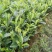 蜜兰香（白叶）鸭屎香单枞茶树苗