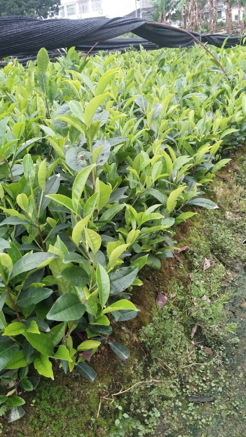 蜜兰香（白叶）鸭屎香单枞茶树苗