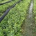 蜜兰香（白叶）鸭屎香单枞茶树苗