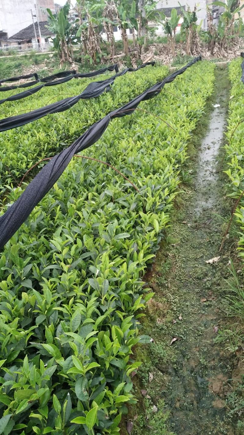 蜜兰香（白叶）鸭屎香单枞茶树苗