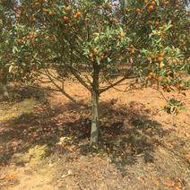 脆皮金橘大树，3-10公公，可带果，带土球出售