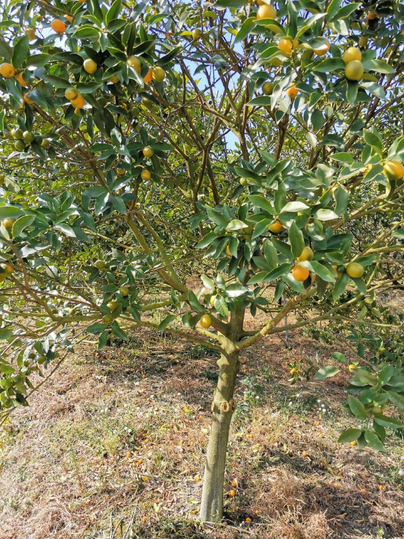脆皮金橘大树，3-10公公，可带果，带土球出售