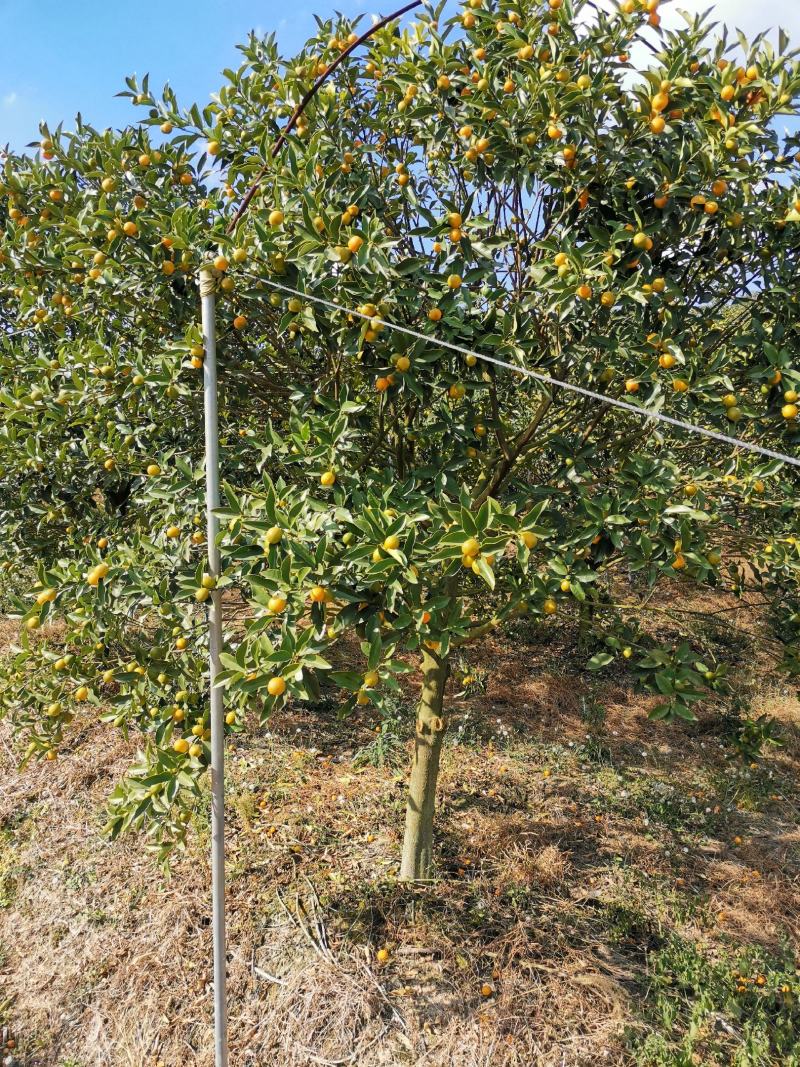 脆皮金橘大树，3-10公公，可带果，带土球出售
