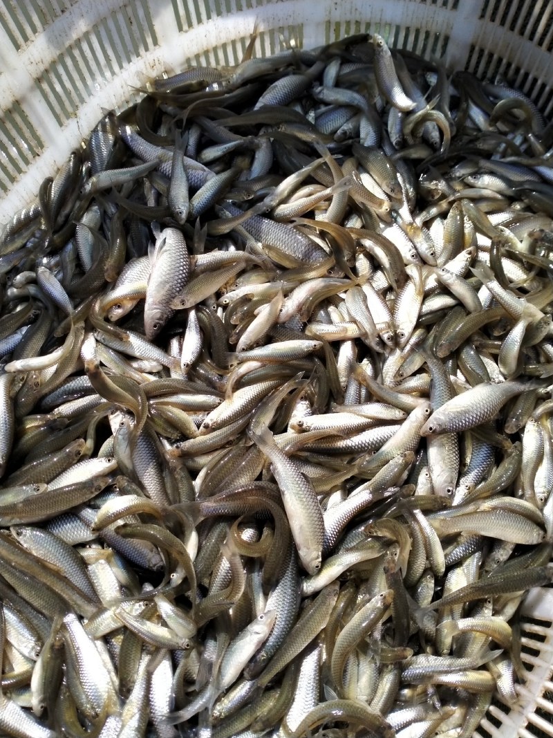 油炸麦穗鱼，仁子鱼，