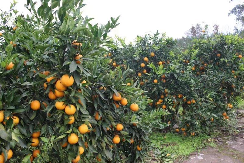 各种橙子大树3-8公分可带土球，带果，包成活