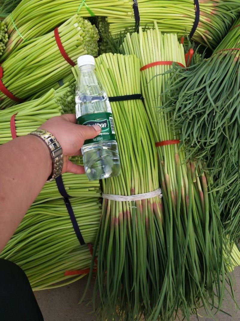 精品红帽蒜苔大量供应，干谭，电商，发往全国各地