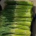 精品红帽蒜苔大量供应，干谭，电商，发往全国各地