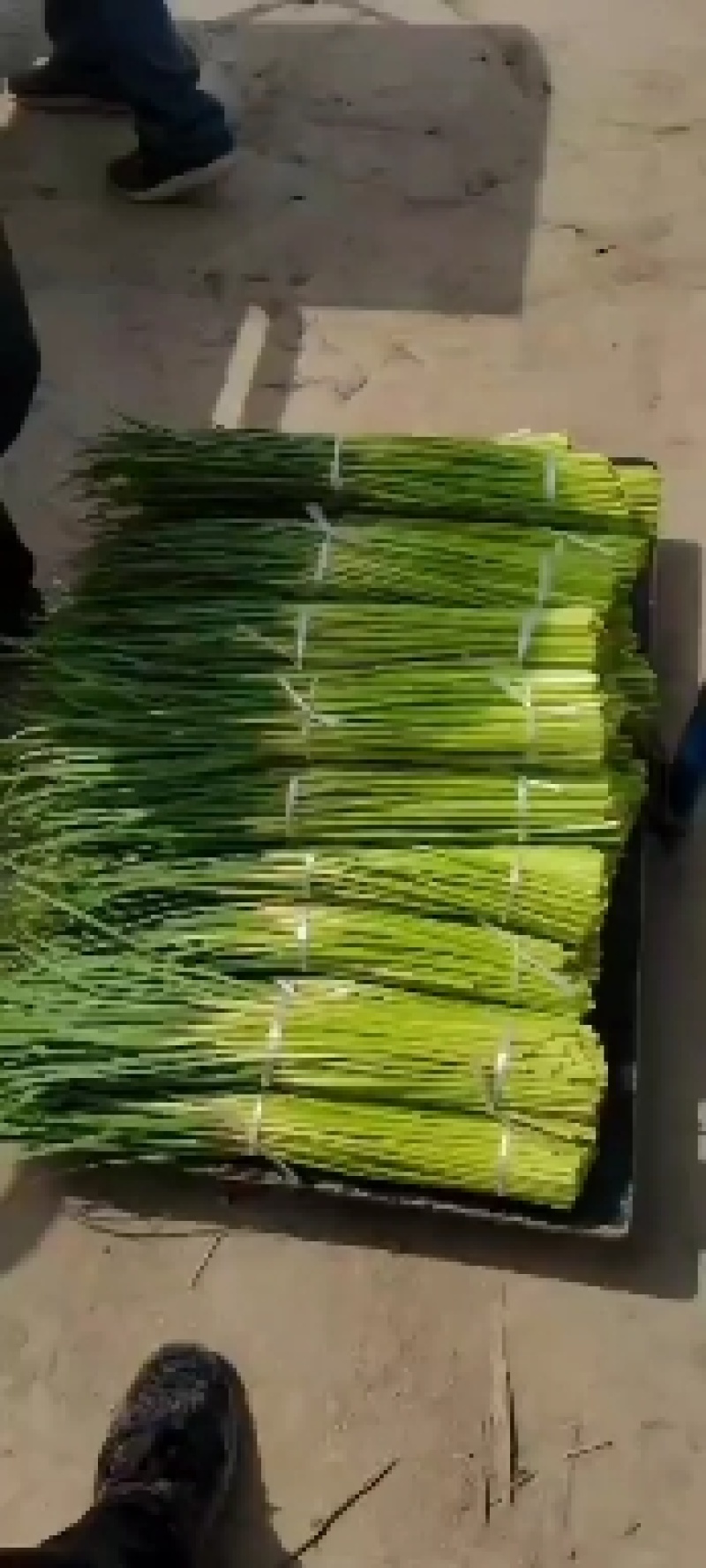 精品红帽蒜苔大量供应，干谭，电商，发往全国各地