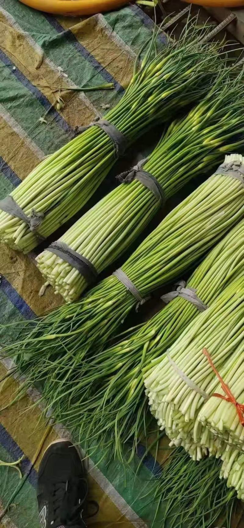精品红帽蒜苔大量供应，干谭，电商，发往全国各地