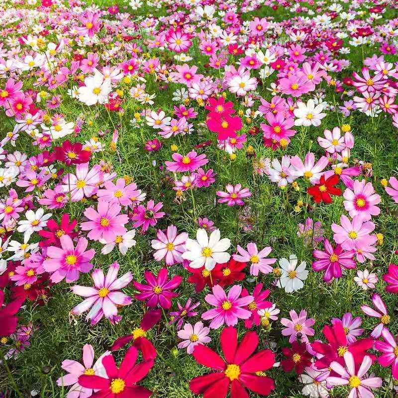 多年生野花组合种子四季循环开花不断绿化花海花卉种子