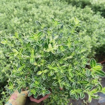 提根金边六月雪室内盆栽花卉绿植盆景