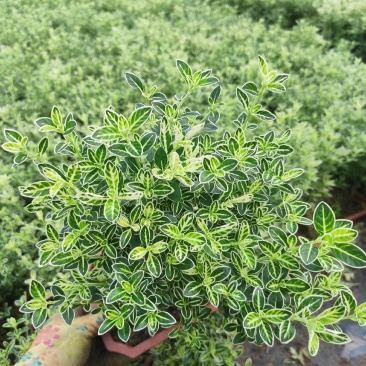 提根金边六月雪室内盆栽花卉绿植盆景