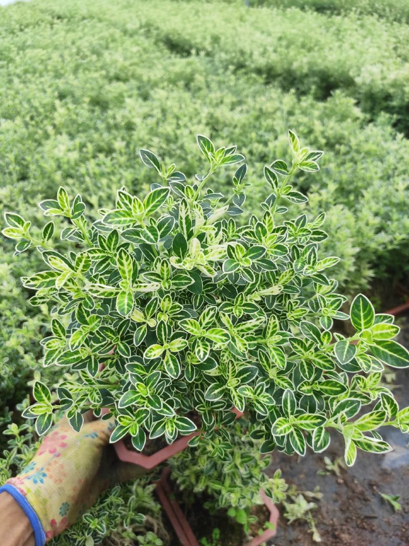 提根金边六月雪室内盆栽花卉绿植盆景