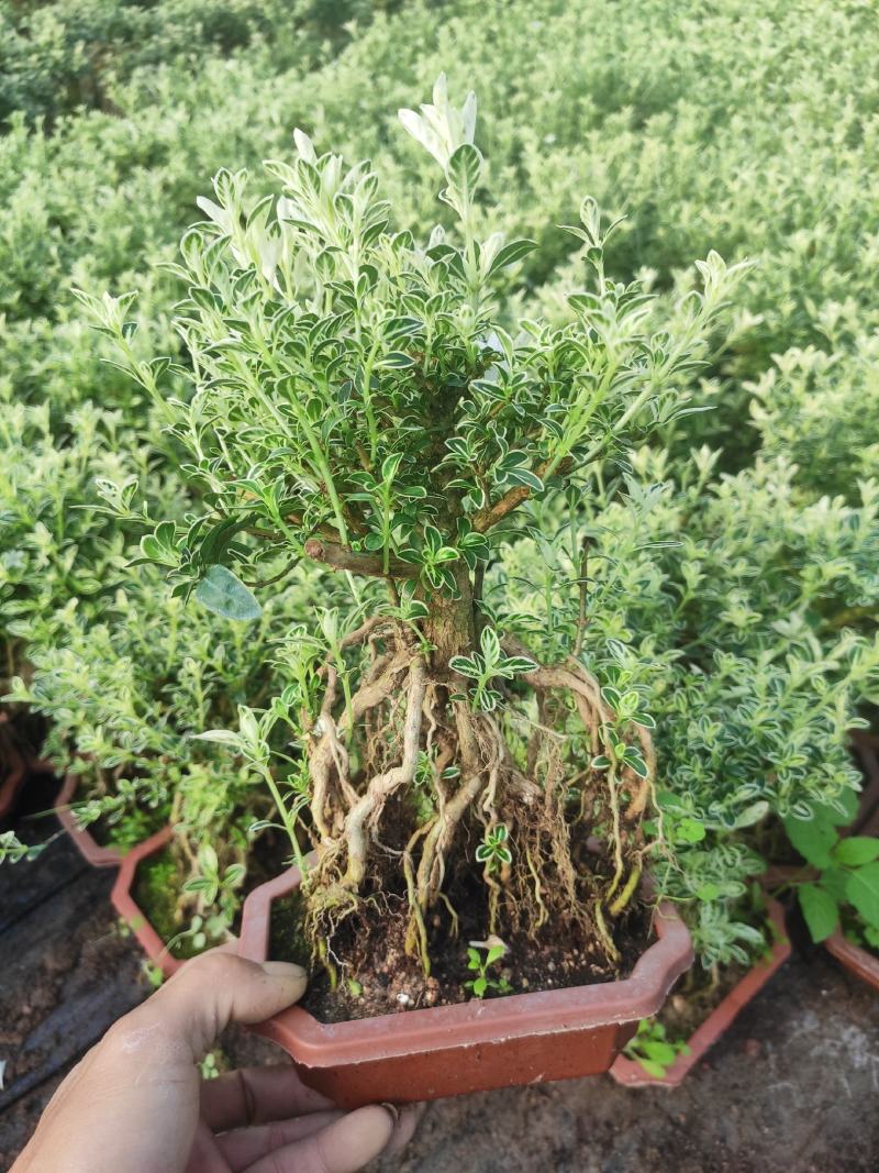 提根金边六月雪室内盆栽花卉绿植盆景