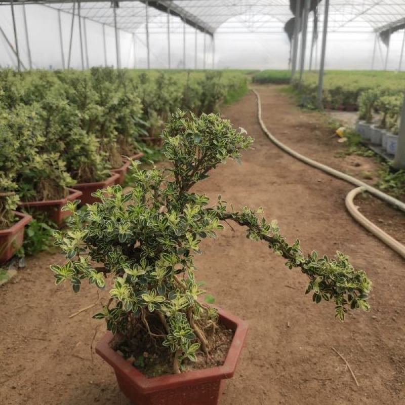 提根金边六月雪室内盆栽花卉绿植盆景