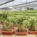 提根金边六月雪室内盆栽花卉绿植盆景