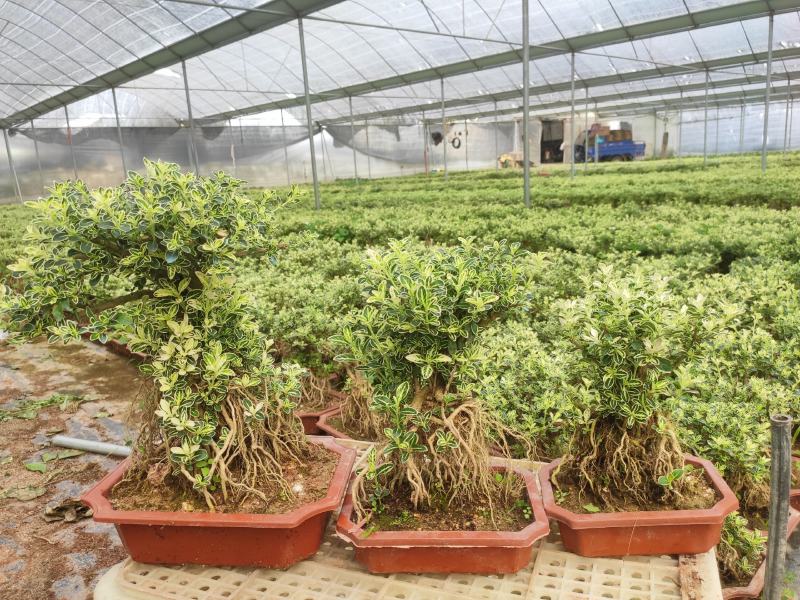 提根金边六月雪室内盆栽花卉绿植盆景