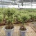 提根金边六月雪室内盆栽花卉绿植盆景