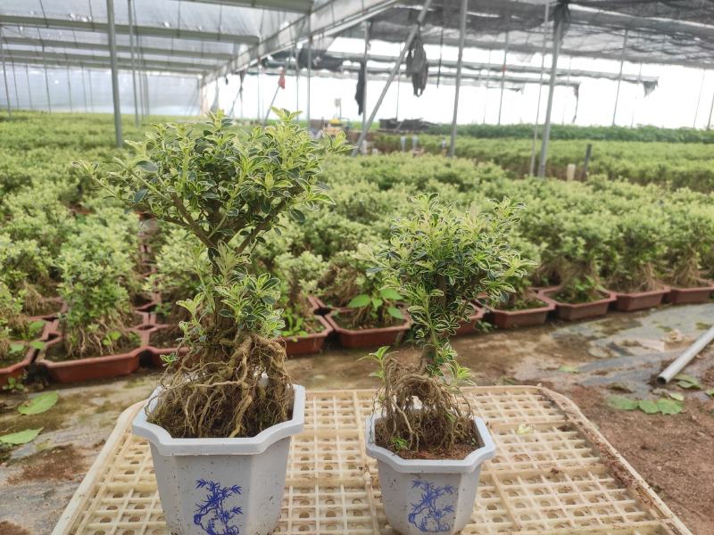 提根金边六月雪室内盆栽花卉绿植盆景