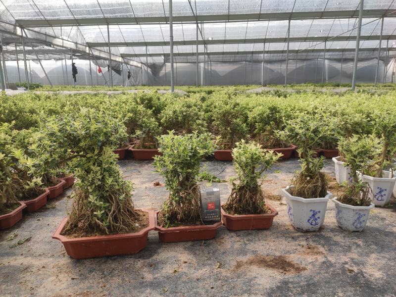 提根金边六月雪室内盆栽花卉绿植盆景