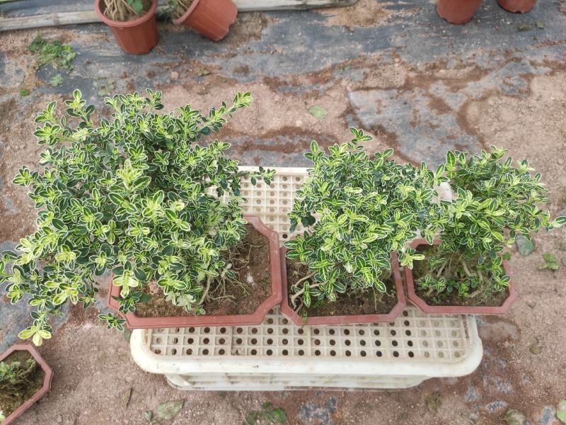 提根金边六月雪室内盆栽花卉绿植盆景