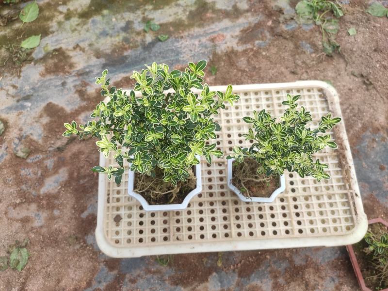 提根金边六月雪室内盆栽花卉绿植盆景