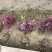 红花继木小毛球红花继木毛球红花继木红花继木小苗