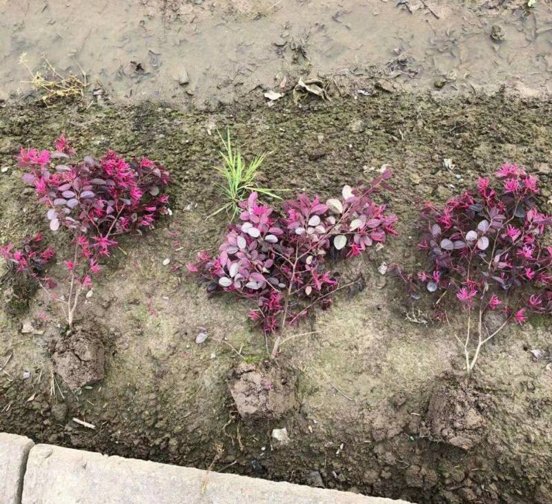 红花继木小毛球红花继木毛球红花继木红花继木小苗