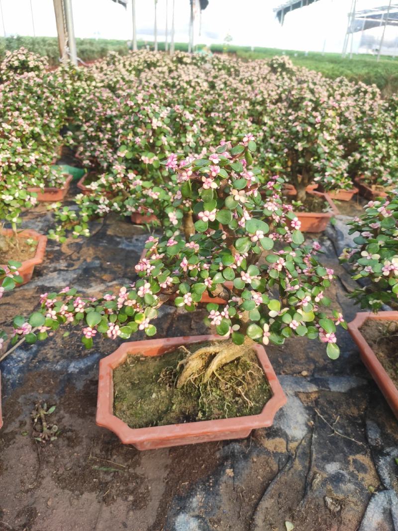 金枝玉叶多肉室内盆栽花卉绿植盆景